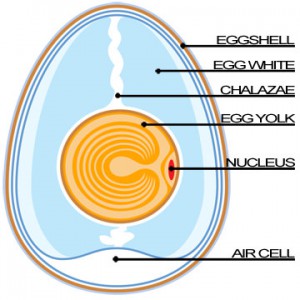 Eggs-all you need to know about this healthy food! Pastry Maestra