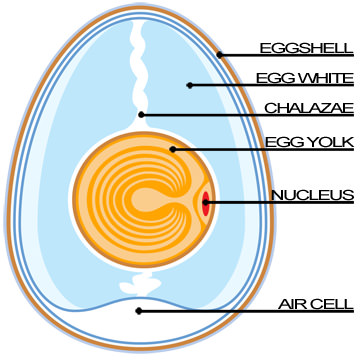 Egg anatomy